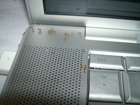 Tại sao laptop của bạn rất hay bị kiến làm tổ?