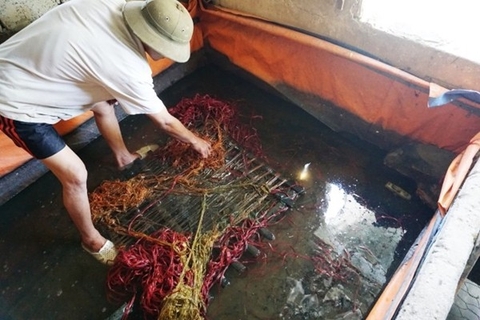 Rợn người công nghệ vỗ béo lươn bằng thuốc tránh thai