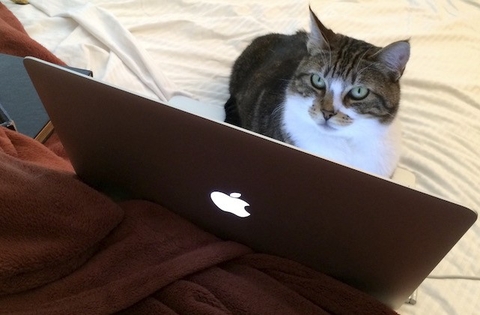 Mèo sử dụng MacBook thành thạo như người