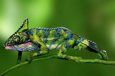 Vén màn bí ẩn đằng sau con tắc kè hoa được tạo từ... hai người phụ nữ