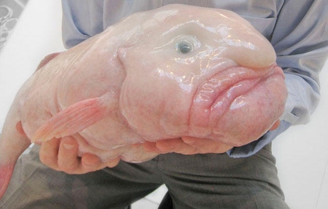 Cá Blob – loài vật xấu xí nhất Trái đất