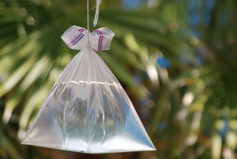 Vì sao loài ruồi sợ túi bóng nước?