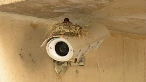 Những vị trí siêu "độc" được chim chọn nơi làm tổ