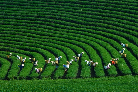 TOUR HÀ NỘI –  MAI CHÂU - MỘC CHÂU - CẦU KÍNH BẠCH LONG 2024