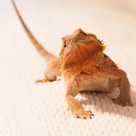 Cách nuôi rồng Úc (Bearded Dragon)