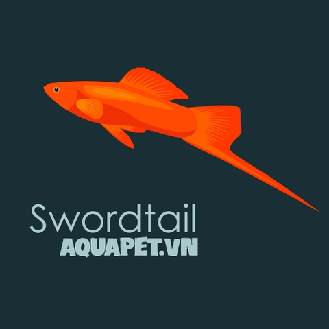 Hồ sơ loài cá Swordtail(Cá đuôi kiếm)