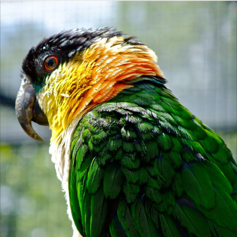 Hồ sơ loài vẹt Caique