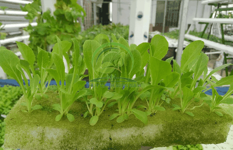 Mút xốp ươm hạt Mút xốp ươm hạt