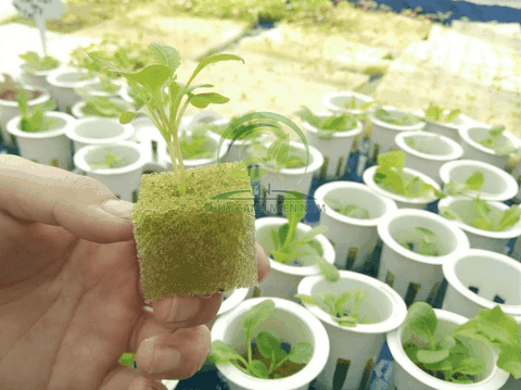 Mút xốp giữ nước tốt Mút xốp giữ nước tốt