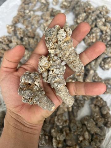 Tam Thất – Thần Dược Của Núi Rừng Với Sức Khỏe Con Người - Loại 66 củ/1kg