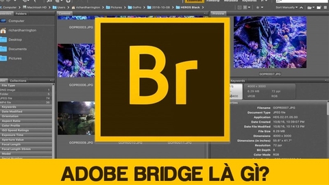 [CRACK+NOPASS] Adobe Bridge: Phần mềm lưu trữ và quản lý chuyên nghiệp