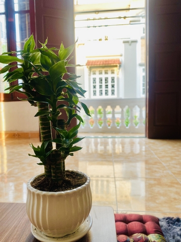 PHÒNG TRỌ HOMESTAY Ở GHÉP CÓ THANG MÁY TẠI 163 PHẠM VĂN ĐỒNG - MAI DỊCH