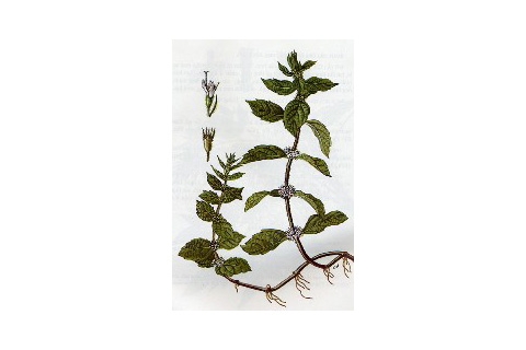 [Thảo Mộc] Bạc Hà Corn Mint Và Cách Phân Biệt