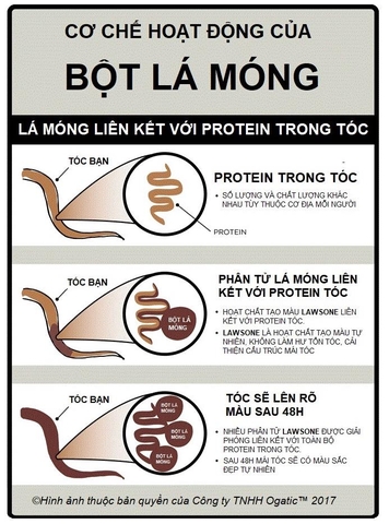 Cơ chế hoạt động của bột lá móng