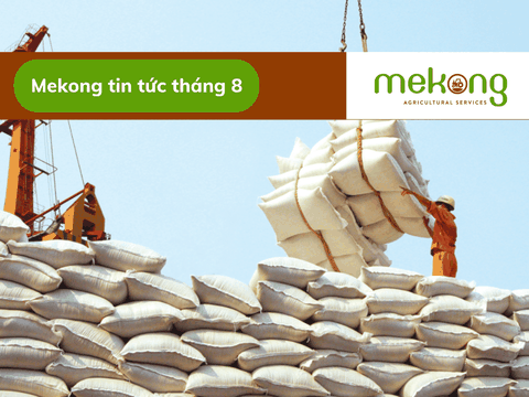 Thủ tướng ra chỉ thị yêu cầu “chấn chỉnh” thị trường lúa, gạo