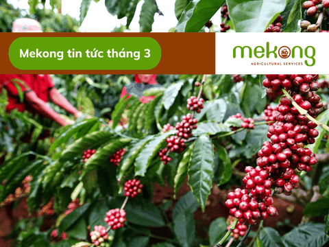 Xuất khẩu lớn thứ 2 thế giới, Việt Nam còn khoảng không gian mênh mông khai thác giá trị cà phê