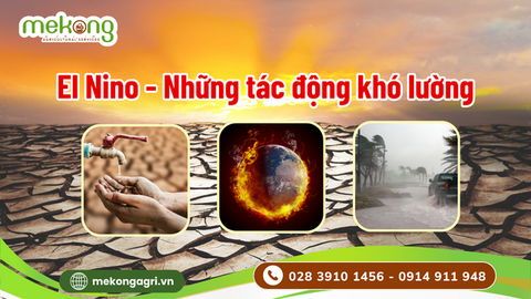 El Nino - Tương lai thiếu hụt lương thực, khó khăn nguồn cung phân bón