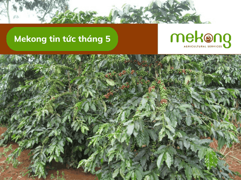 Việt Nam nỗ lực trồng hạt cây cà phê chống biến đối khí hậu