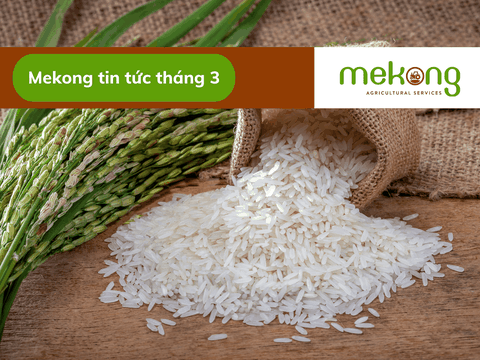 Giá gạo Việt Nam nhiều thời điểm cao nhất thế giới, các nước đẩy mạnh dự trữ lương thực