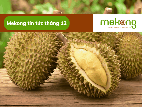 Xuất khẩu sầu riêng tăng trưởng mạnh, dẫn đầu thị trường Trung Quốc