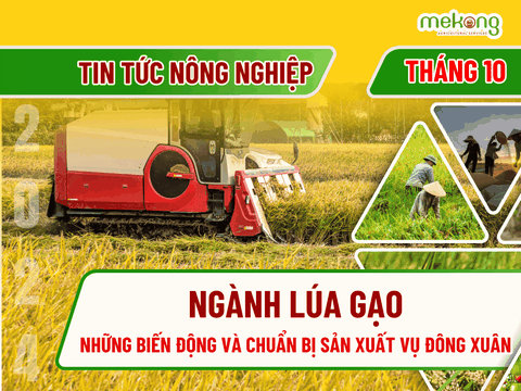Những biến động mới nhất về tình hình lúa gạo và chuẩn bị sẵn sàng sản xuất vụ Đông Xuân 2024 - 2025