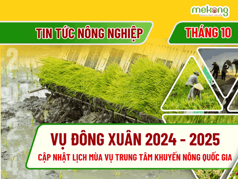 Câp nhật lịch thời vụ Đông Xuân 2024 - 2025