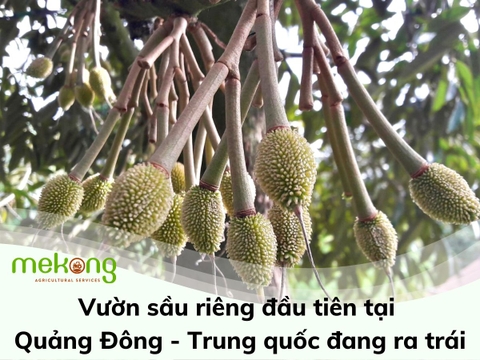 VƯỜN SẦU RIÊNG ĐẦU TIÊN TẠI QUẢNG ĐÔNG - TRUNG QUỐC ĐANG RA TRÁI