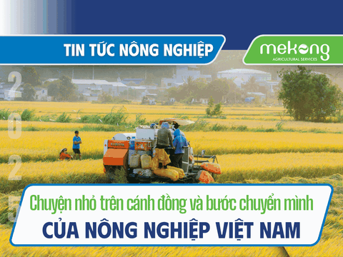 Chuyện nhỏ trên cánh đồng, bước chuyển mình của nông nghiệp Việt