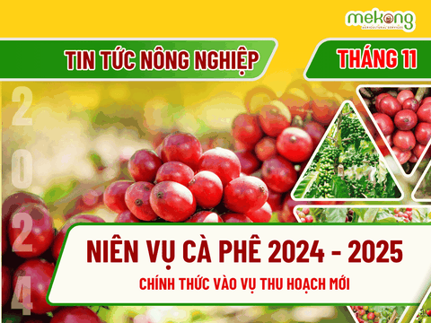 Nhức nhối nạn trộm cắp cà phê đầu mùa thu hoạch tại Tây Nguyên - Biện pháp bảo vệ và ứng dụng của phân bón Kamaone trong tăng chất lượng hạt cà phê