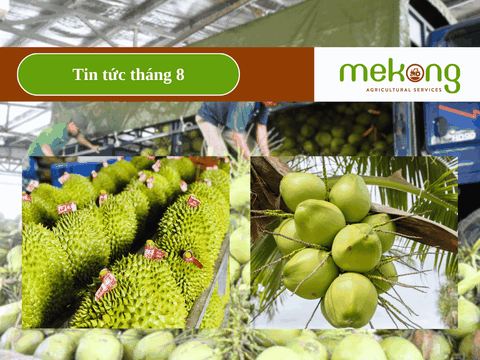 Doanh nghiệp chuẩn bị đón cơ hội khi dừa tươi, sầu riêng đông lạnh được xuất khẩu chính ngạch sang Trung Quốc