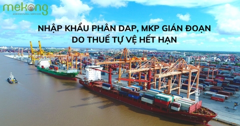 THUẾ TỰ VỆ HẾT HẠN - THỦ TỤC THÔNG QUAN NHẬP KHẨU PHÂN DAP, MKP GIÁN ĐOẠN