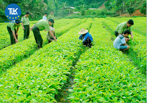 THỦ TỤC CẤP GIẤY CHỨNG NHẬN ĐỦ ĐIỀU KIỆN HOẠT ĐỘNG GIÁM ĐỊNH QUYỀN ĐỐI VỚI GIỐNG CÂY TRỒNG  