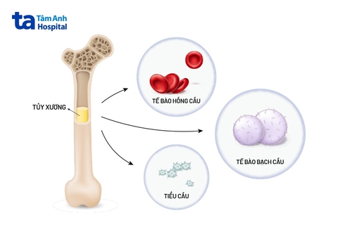 Nuôi tuỷ buổi tối – bí mật dưỡng sinh bị nhiều người bỏ quên - Ăn gì Bổ tủy???