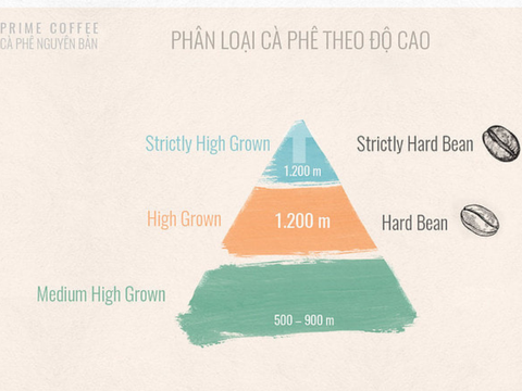 HỆ THỐNG PHÂN LOẠI CÀ PHÊ CƠ BẢN