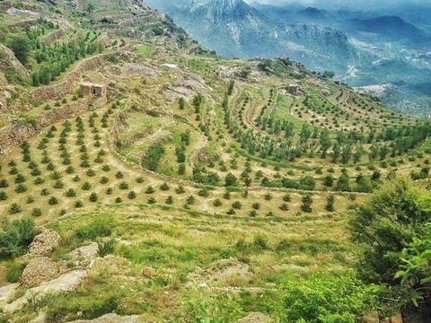 TRUY TÌM NGUỒN GỐC CÀ PHÊ MOKA - YEMEN