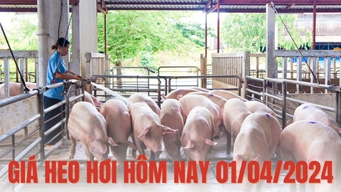 Giá heo hơi hôm nay 1/4/2024: Tại ba miền vẫn đi ngang