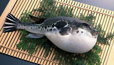 Fugu: Định Mệnh