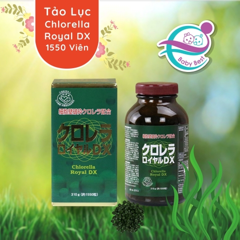 Tảo lục 1550 viên