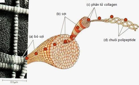 Collagen thủy phân từ vảy cá biển đã chính thức có mặt tại Việt Nam