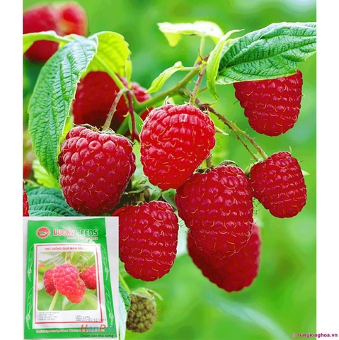 HP-(HOA TRONG NHÀ) Hạt giống Hạt giống quả Mâm Xôi (loại quả đỏ tươi )(Phúc Bồn Tử đỏ) (Combo30 hạt) phù hợp khí hậu nhiệt đới-HP10011LV