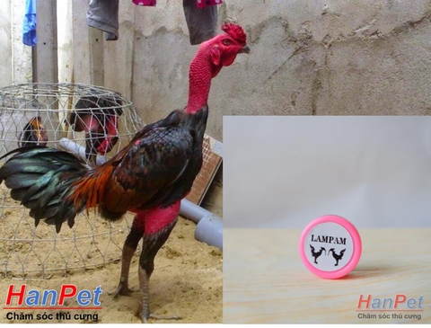 HP>129k -(Thuốc GÀ CHỌI) Thuốc kích mỏ bung cựa gà chọi, mọc cựa sớm cho gà đá, dạng thuốc mỡ bôi 5gr/lọ-  MADE IN THAILAND-HP10437TC