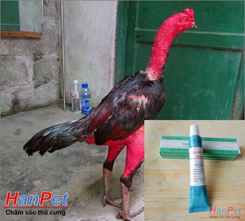 (Thuốc gà CHỌI) Thuốc tan đòn gà chọi, tan bết thương gà đá, nhanh liền da chiến kê dạng tuyp bôi 15gr - MADEIN THAILAND (Hanpet tandon1)