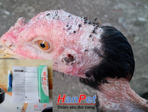 HP>129k -(Thuốc GÀ CHỌI) Trị nấm gà, mốc gà chọi, thuốc lác gà đá ALBER-T dạng tuyp bôi 10gr MADEIN THAILAND (Hanpet moc boi-HP10440TC