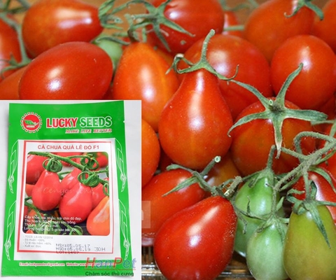 HP-(VƯỜN TRONG NHÀ) Hạt giống Cà chua hình lê (loại dài màu đỏ) Combo30 hạt phù hợp khí hậu nhiệt đới-HP10022LV