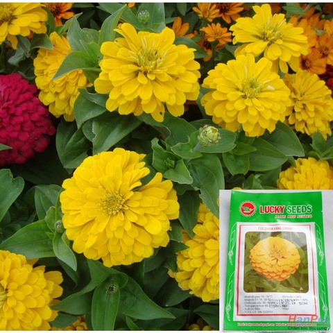 HP-(HOA TRONG NHÀ) Hạt giống Hoa cúc lá nhám Cúc cánh giấy - cúc zinnia (tCúc bông to màu vàng) Combo50 hạt phù hợp khí hậu nhiệt đới-HP10012LV