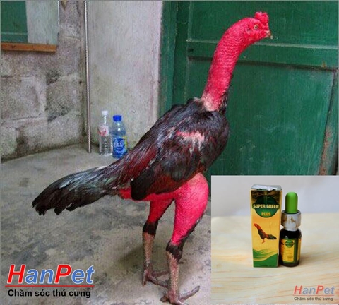 HP>129k -(Thuốc GÀ CHỌI) Đặc trị hen gà chọi (Hen đỏ), thuốc long đờm gà, khó thở cấp tính gà đá dạng thuốc 10ml nhỏ giọt UỐ-HP10429TC