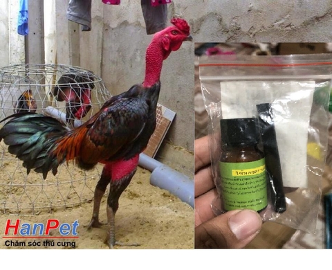 (Thuốc gà CHỌI) Trị nấm họng gà chọi, dạng bột thuốc chữa sưng cổ đau họng gà đá- MADEIN THAILAND (Hanpet nam hong)