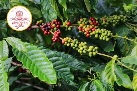 Cà Phê Arabica, Robusta