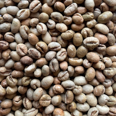 Culi Robusta
