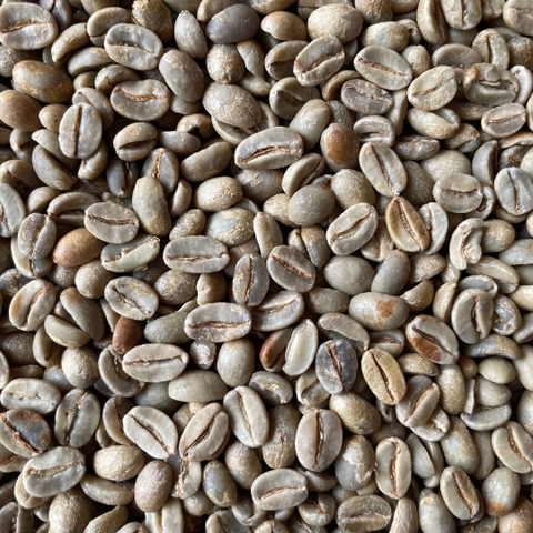 Typica